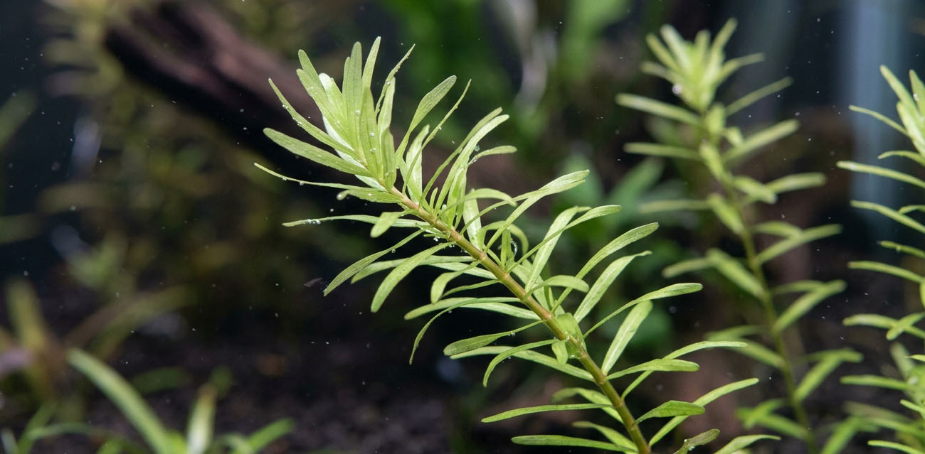 Uprawa i pielęgnacja Rotala rotundifolia 'Green'