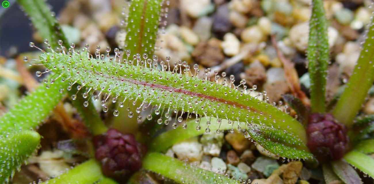 Warunki uprawy Pinguicula calderoniae ‘Llano del Conejo’