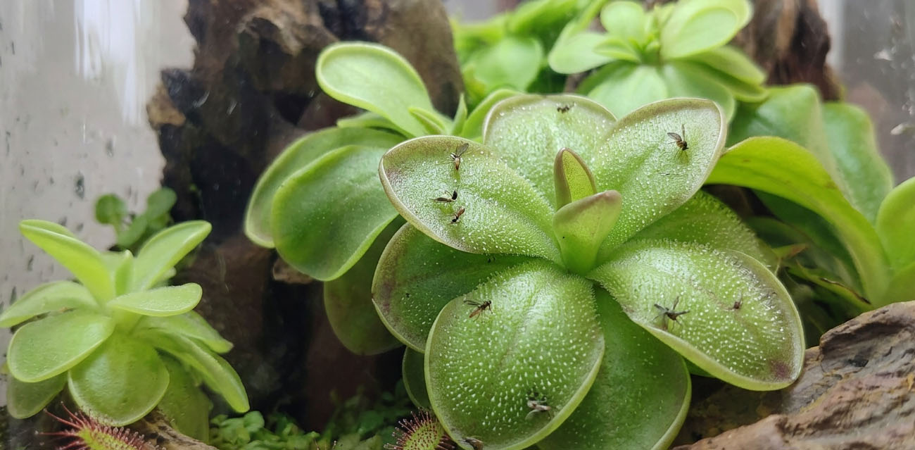 Warunki uprawy Pinguicula ‘Moranensis Carow’