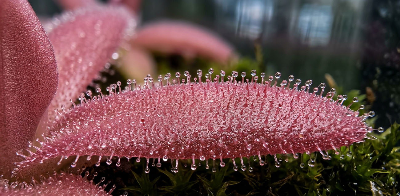 Uprawa i pielęgnacja Pinguicula ‘Aphrodite Clone Mini’