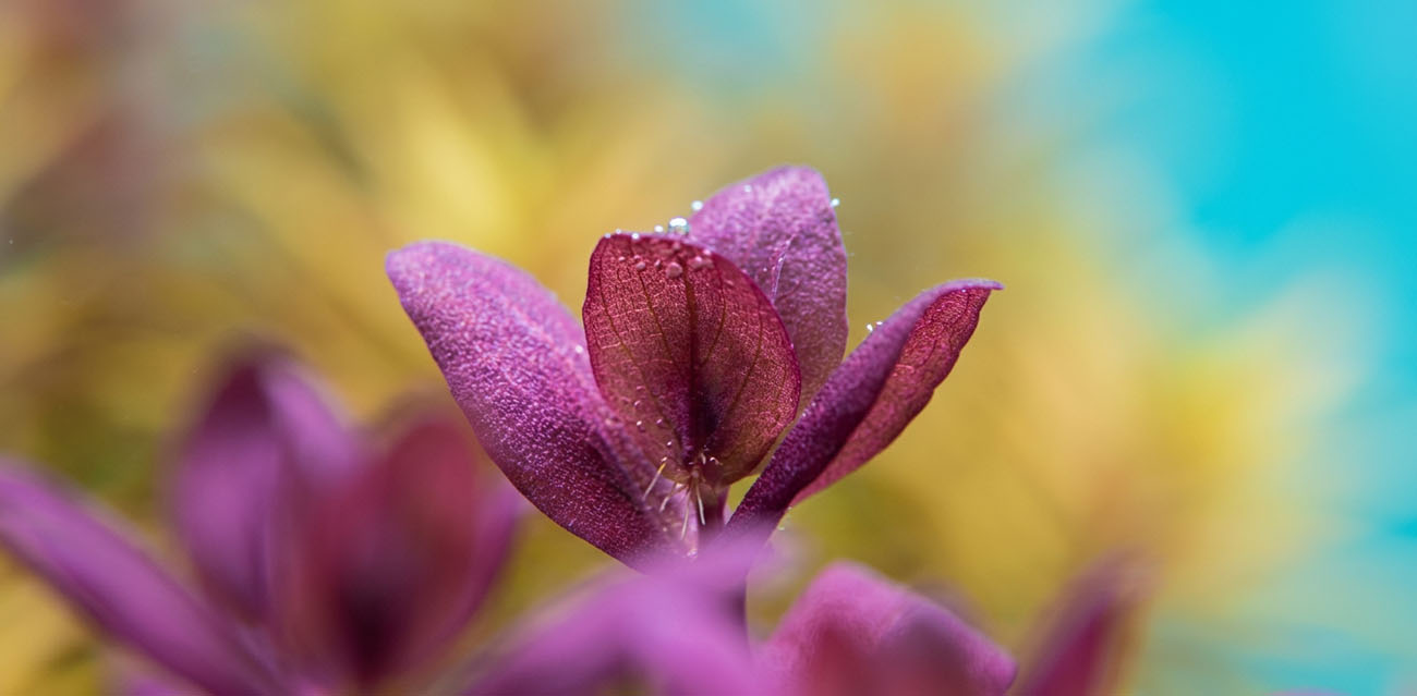 Uprawa i pielęgnacja Bacopa salzmannii 'Purple'