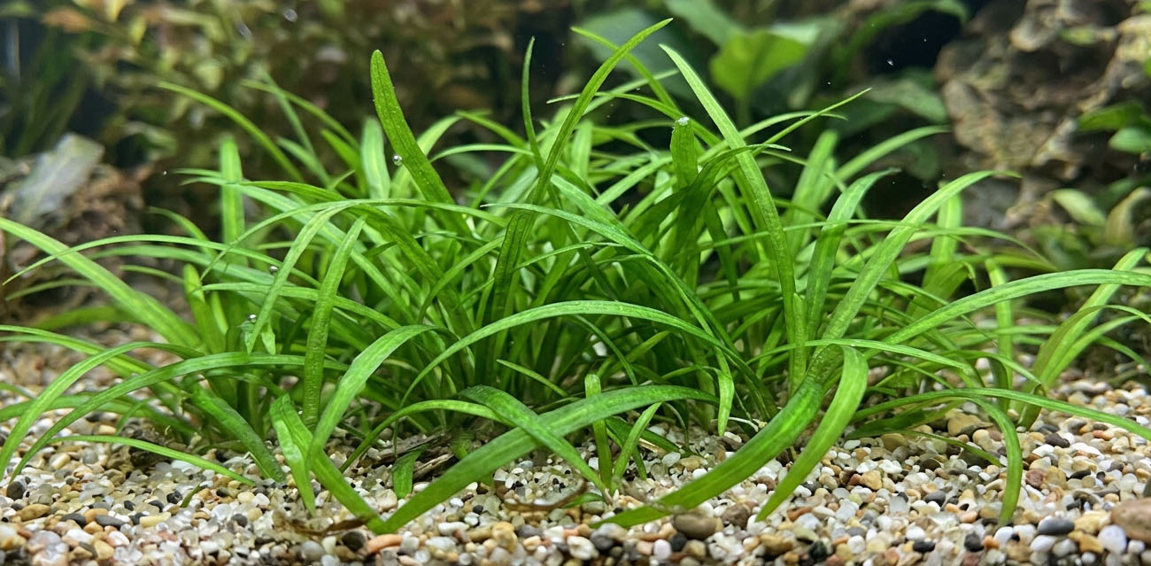 Uprawa i pielęgnacja Sagittaria subulata
