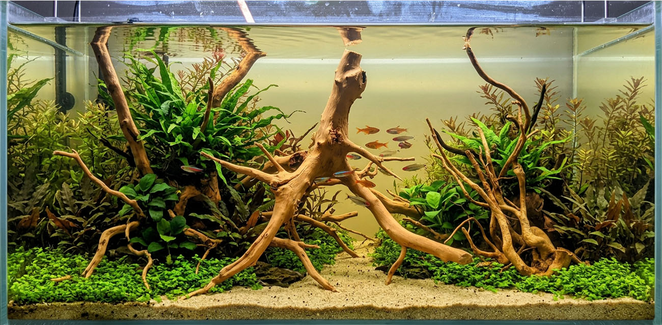 Zastosowanie w akwarium i aquascapingu