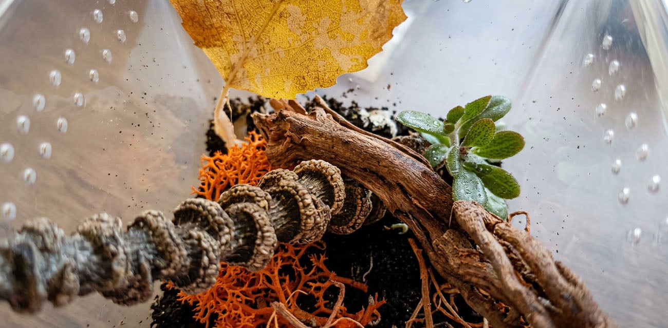 Pionowy układ i naturalne struktury