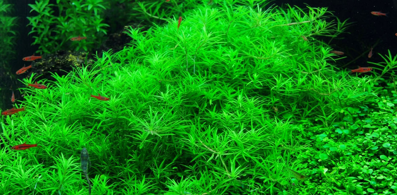 Sadzenie rośliny in vitro