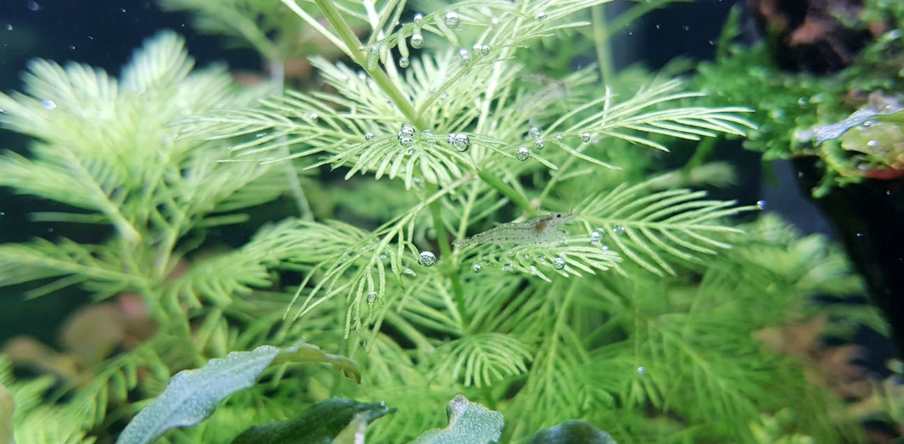 Jakie warunki lubi Myriophyllum mattogrossense?