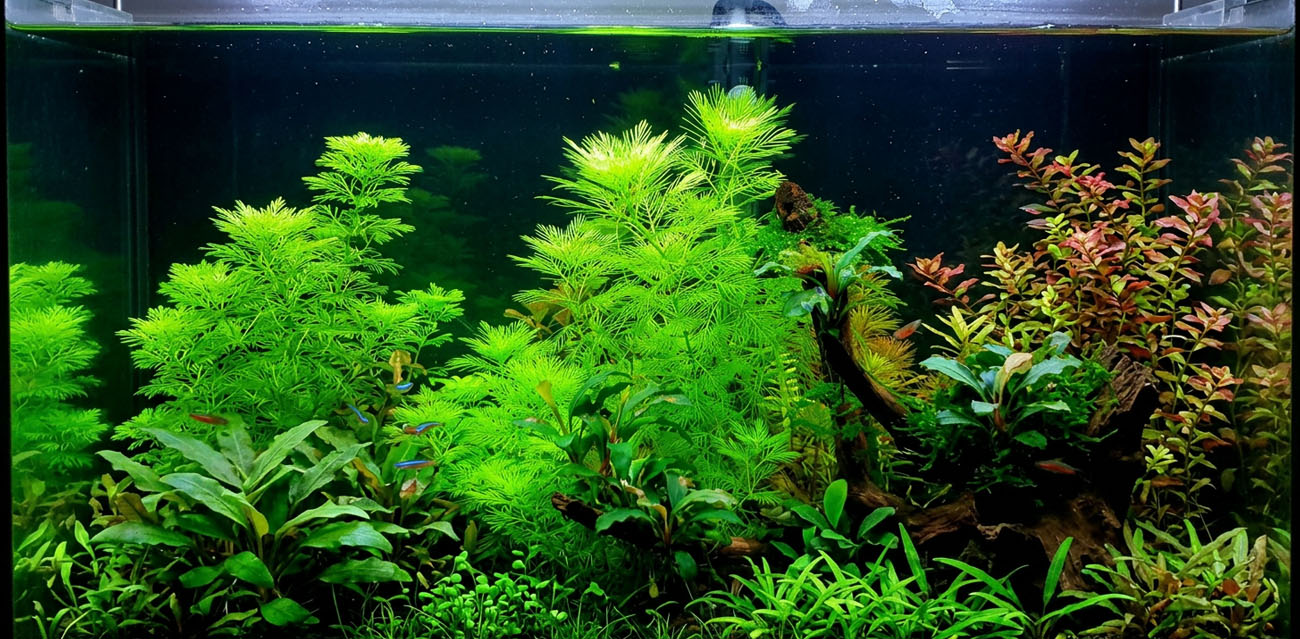 Myriophyllum mattogrossense - roślina do akwarium
