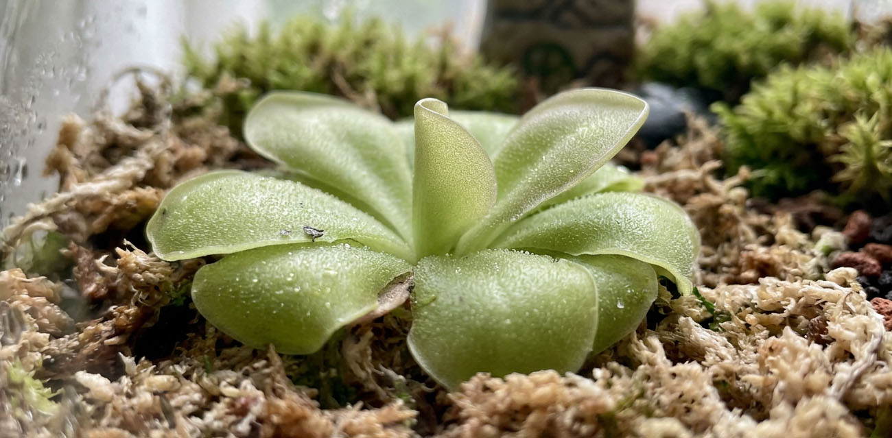 Jak zadbać o Pinguicula ‘Tina’?