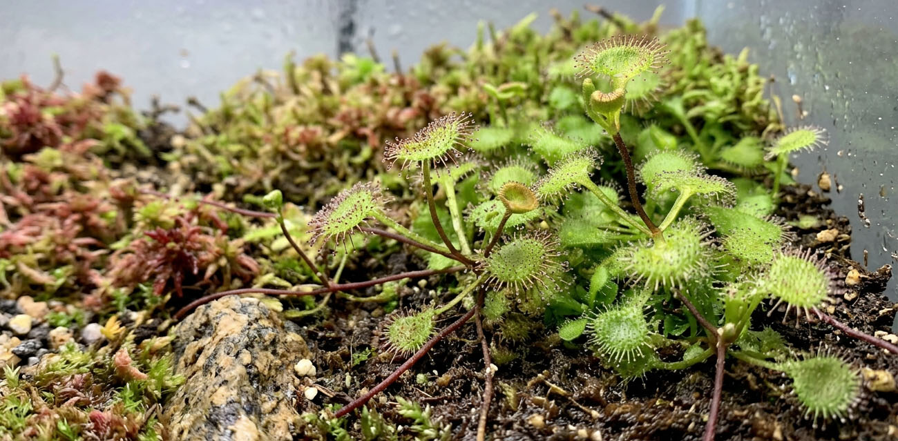 Jak uprawiać Drosera stolonifera subsp. rupicola?