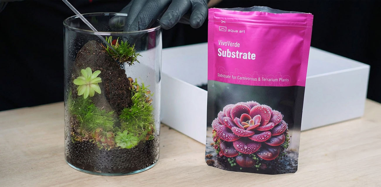 Jak przygotować MicroTerrarium z VivoVerde Substrate?