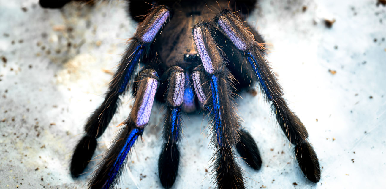 Terrarium i warunki hodowli Chilobrachys natanicharum