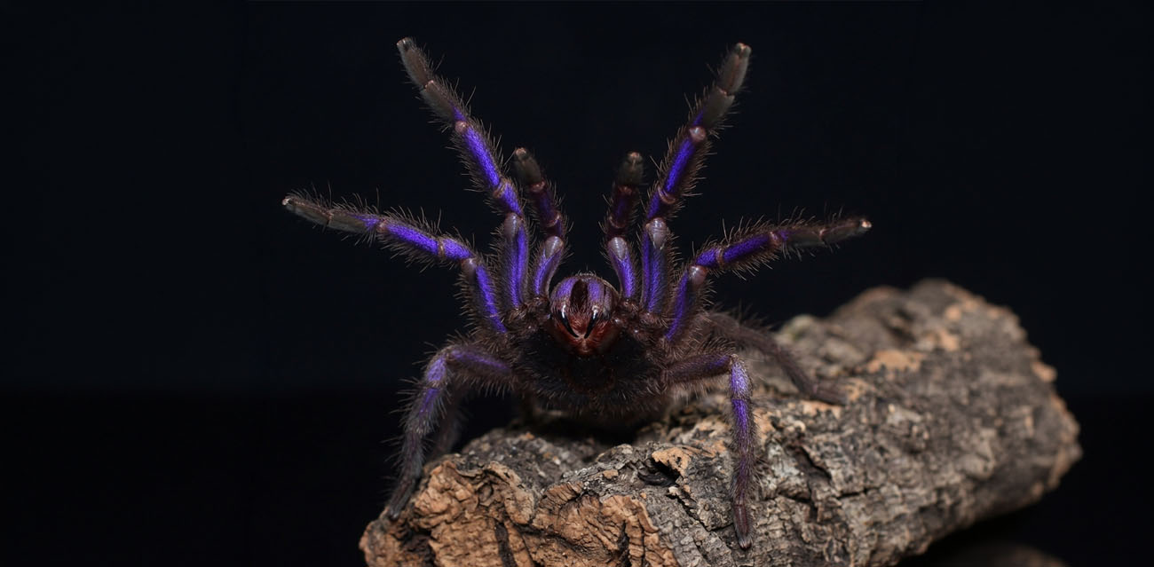 Ptasznik Electric Blue (Chilobrachys natanicharum)