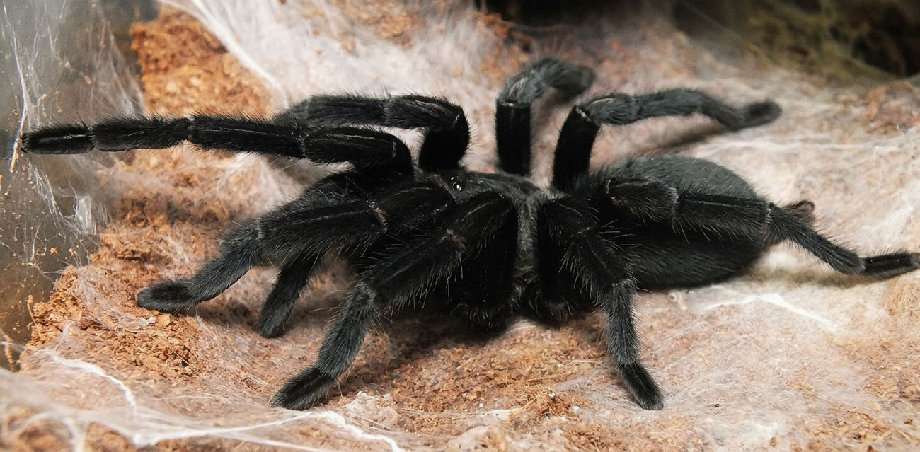 Ptasznik (Chilobrachys sp. Kaeng Krachan)