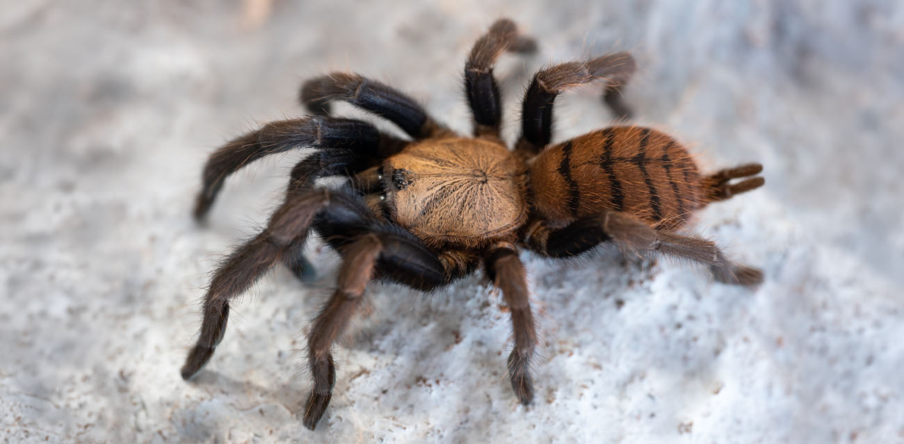 Jak przygotować terrarium dla Chilobrachys fimbriatus?