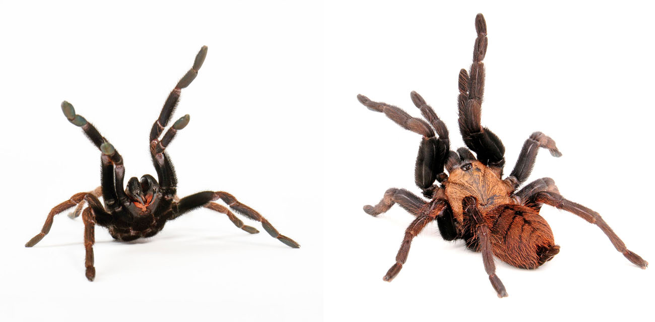 Ptasznik (Chilobrachys fimbriatus)