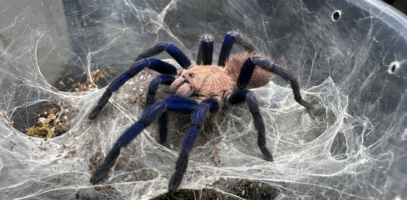Jak urządzić terrarium dla Chilobrachys sp. Blue Vietnam?