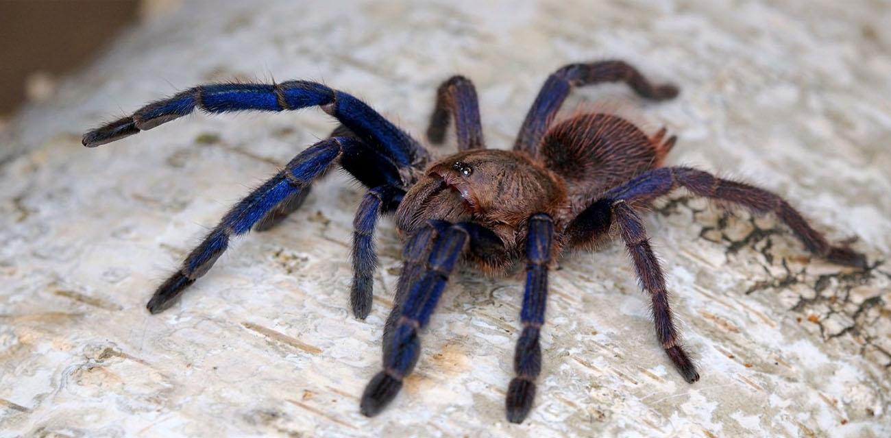 Ptasznik (Chilobrachys sp. Blue Vietnam)
