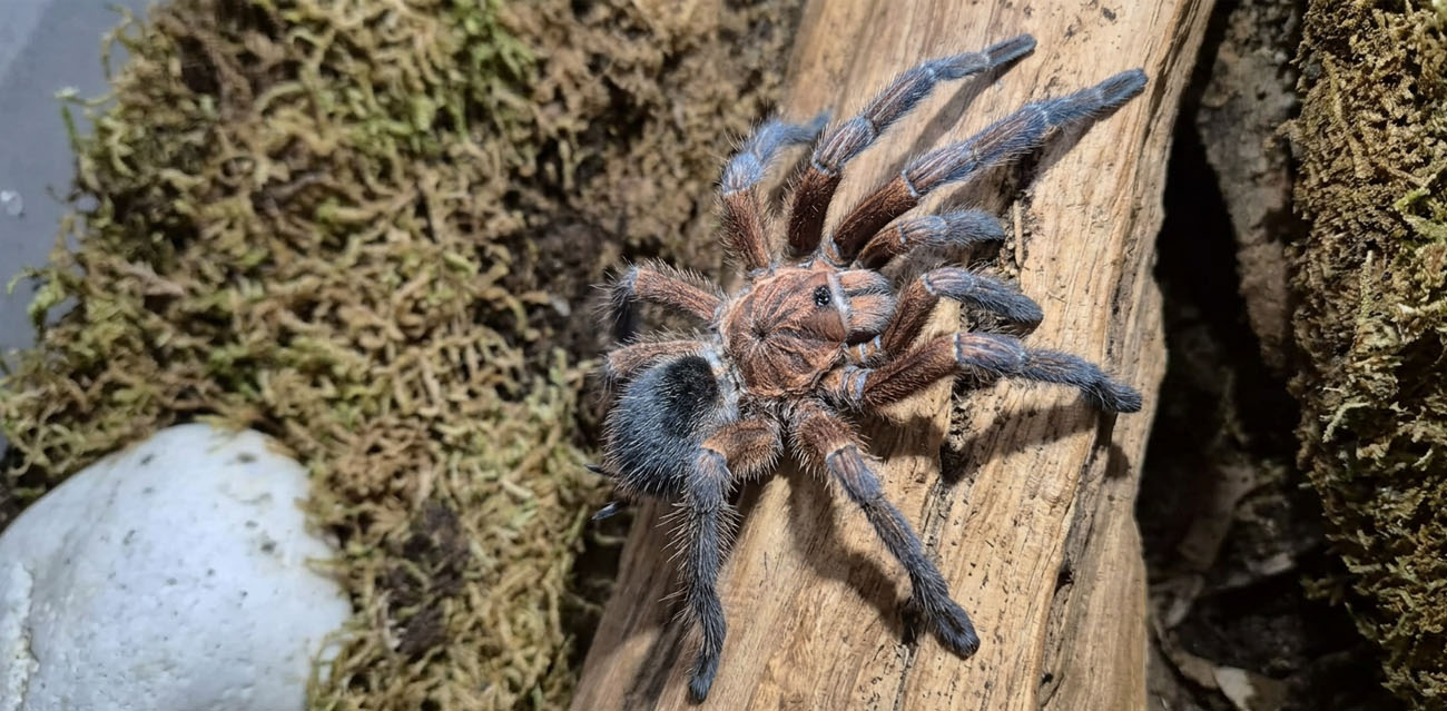Terrarium dla Phormictopus atrichomatus
