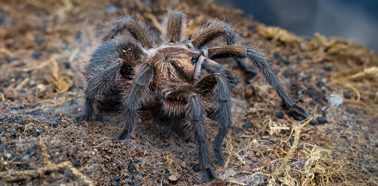 Ptasznik (Phormictopus atrichomatus)