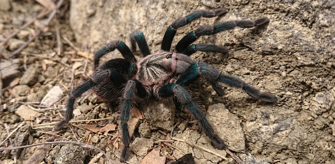 Phormictopus sp. green gold carapax