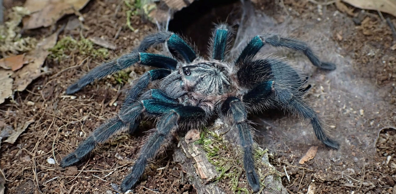 Dlaczego warto wybrać Phormictopus sp. green gold carapax?
