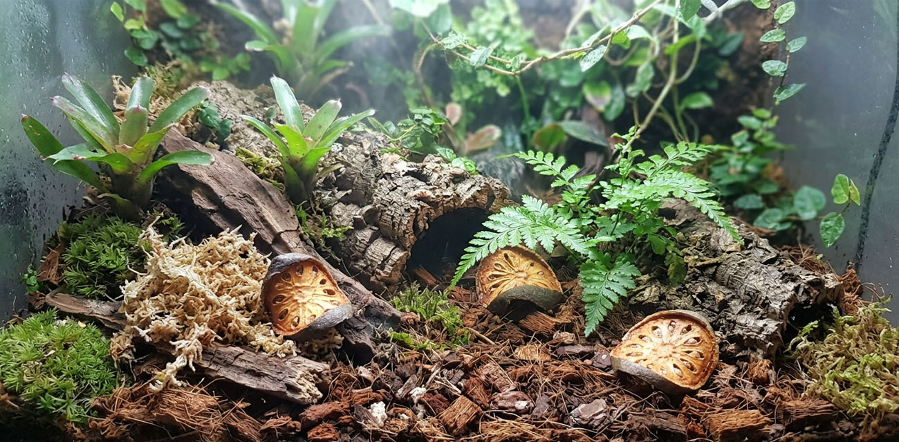 Naturalna dekoracja do terrarium