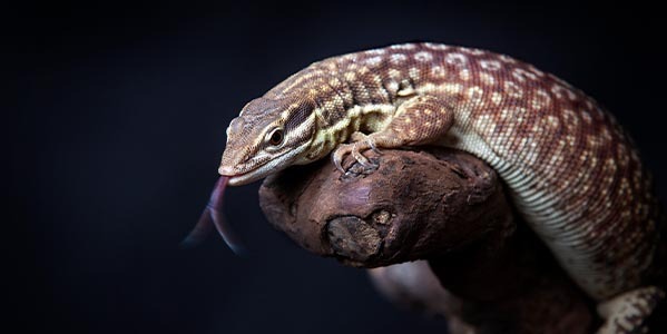 Waran kolczastoogonowy (Varanus acanthurus)