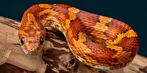 Wąż zbożowy - terrarium, odmiany i cena
