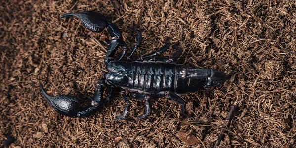 Skorpiony — hodowla, opis i gatunki dla początkujących