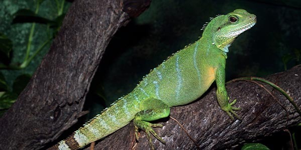 Agama Błotna (Physignathus cocincinus)