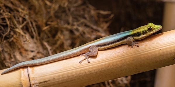 Felsuma klemera (Phelsuma klemmeri)