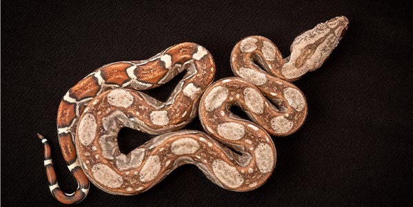 Boa cesarski (Boa imperator)