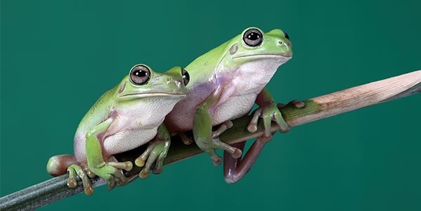 Rzekotka australijska (Ranoidea caerulea), Szmaragdowa