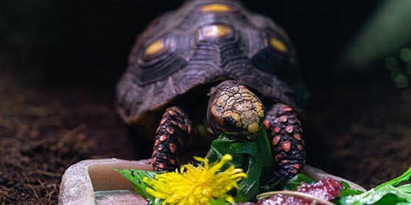 Żółw Żabuti (Chelonoidis Carbonarius)