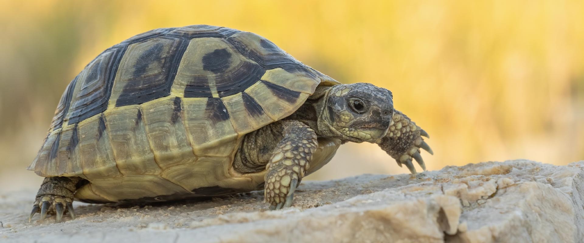 Żółw Grecki — hodowla, terrarium i cena