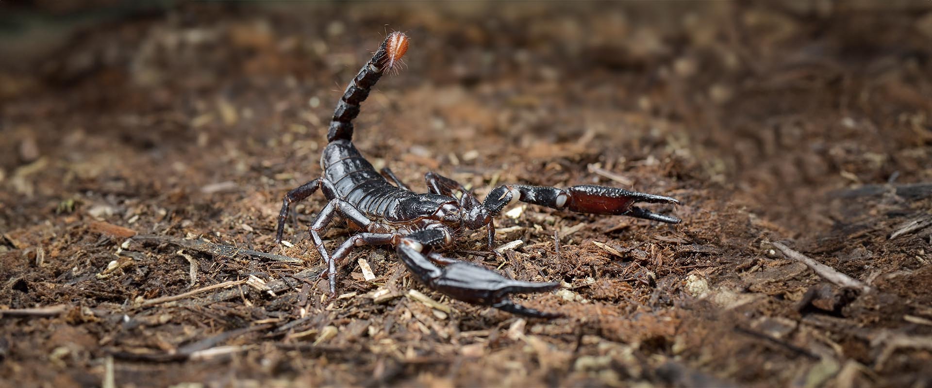 Skorpiony — hodowla, opis i gatunki dla początkujących